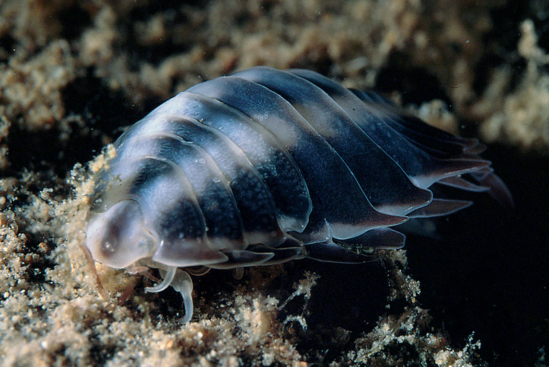 Nerocila cf. bivittata, Anilocra cf. frontalis e altri isopodi parassiti